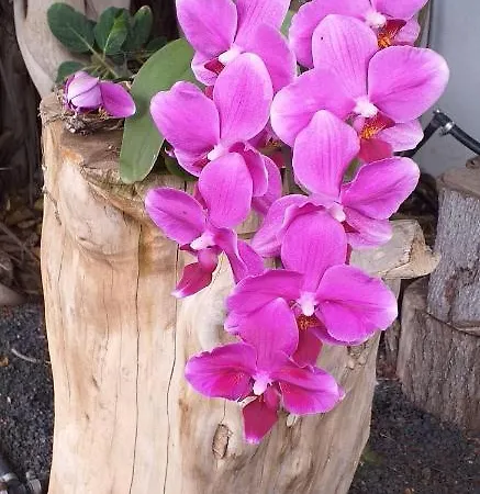 度假居 Finca-botanico-garden-apartment *